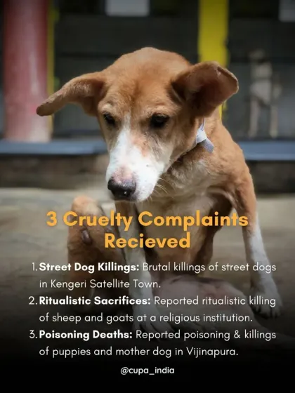 Cupa - Animal Cruelty Legal Aid & Advocacy Our Legal Fight for Animals photo 16