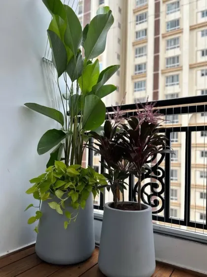 Our expertise extends to detailed plant styling. We carefully select complementary plants like the broad-leafed Bird of Paradise and vibrant Cordyline, placing them in modern fibreglass planters to create beautiful corner arrangements.