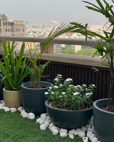 Terrace & Balcony Gardens