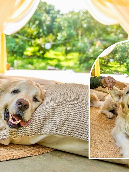 A collage showing Zuko, a senior Golden Retriever battling cancer, enjoying a peaceful day. His happy, relaxed expression is a testament to his resilient spirit.
