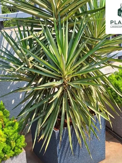 This Yucca plant, set in a dark, square planter, demonstrates how the right container can enhance a plant's architectural form. The contrast between the pot and the bright foliage makes it a powerful design element for a modern terrace.