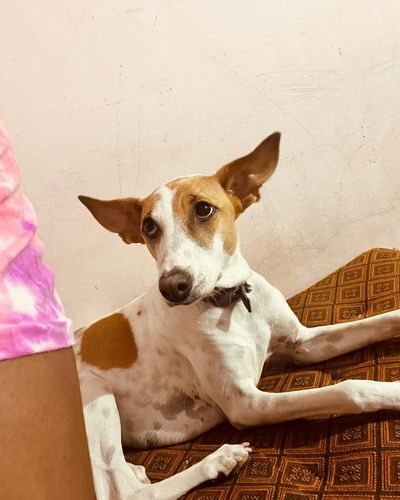 Pet Rescue & Adoption
