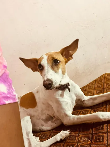 Just look at those ears. This is the look of a pup who has found a comfy spot on the couch and is settling in. We make sure every dog feels relaxed and at home with us.