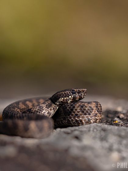 A portrait of the Horseshoe Pit Viper, showing its beautifully patterned scales and cryptic coloration.
