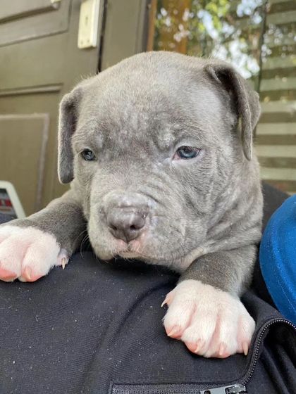 The puppy days. This is Brutus when he first started coming to PetSpot. We've had the joy of watching him grow from a tiny, wrinkly pup into a handsome adult dog.