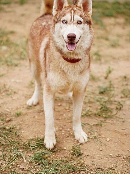 PL Paws - Dog Adoption Services Happy Tails: Our Adoptees in Their Forever Homes photo 91