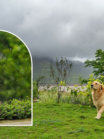 A collage showing the dramatic monsoon weather and Mango the Golden Retriever enjoying the lush green landscape of Mulshi.
