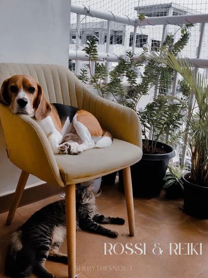 Aditi - In-Home Pet Sitting Happy Paws, Happy Home photo 8