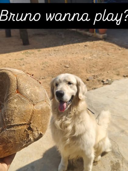 Bruno, wanna play? That's the only question you need to ask to get this reaction.