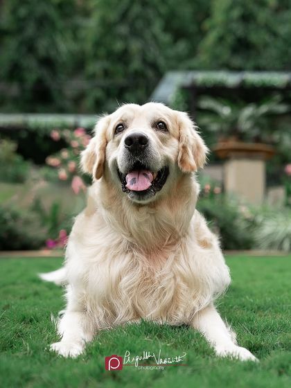Pragalbh - Fine Art Pet Photography Outdoor Adventures photo 6