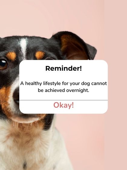 The Barkery by NV - Functional & Health-Specific Treats Our Story & Promise photo 7