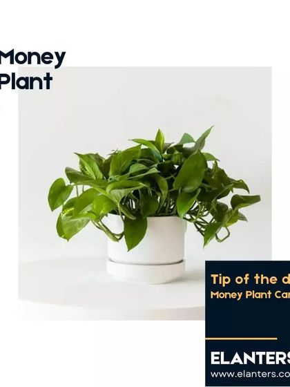 Plant Care Tips & Supplies photo 15