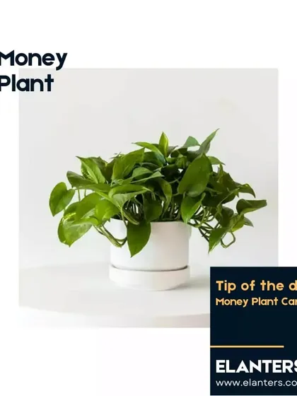 The Money Plant, or Pothos, is a classic for a reason. This infographic series covers all my essential care tips to keep it lush and healthy.