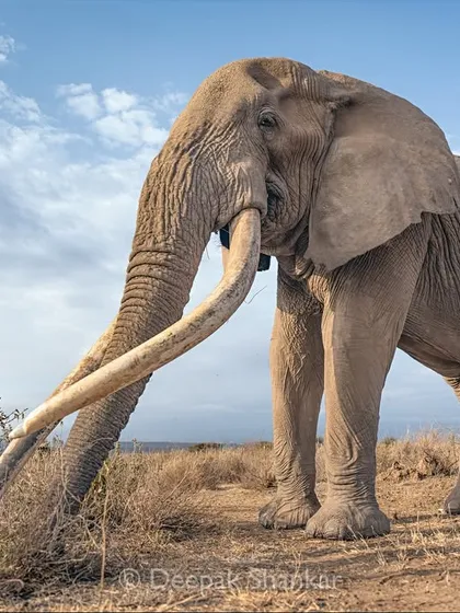 Meeting Craig, the legendary super tusker of Amboseli, was a spiritual experience. Standing before him, you feel the weight of his history and the gentle wisdom in his eyes. This full-color print captures his immense presence and the vibrant life of the savanna, making you feel like you're right there with him.