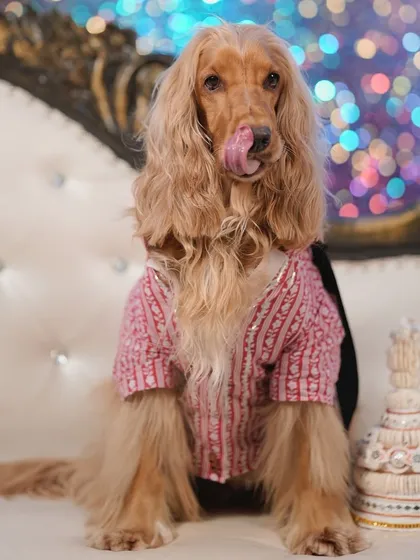 Posto licking his lips, probably dreaming of the grand feast that awaits him on Jamai Shoshti.