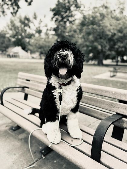 Tulsa Dog Trainer - Immersive Board & Train Programs Board & Train Graduates photo 29