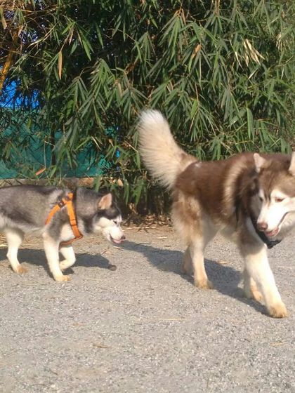 Petboro - Dog Boarding & Daycare Making New Friends photo 5