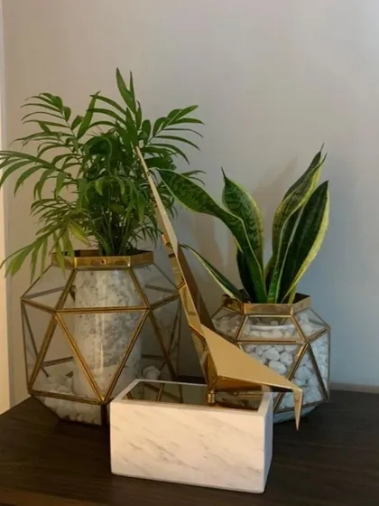 I believe the right planters are as important as the plants themselves. This arrangement features a Parlor Palm and a Snake Plant, both excellent for purifying indoor air, housed in contemporary geometric planters with brass accents. It’s a perfect example of how I blend modern decor with the natural beauty of biophilic design for a stylish tabletop.