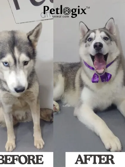 This happy Husky is ready to show off their new look. We transformed their coat from unruly to sleek, highlighting the importance of professional grooming for double-coated breeds.