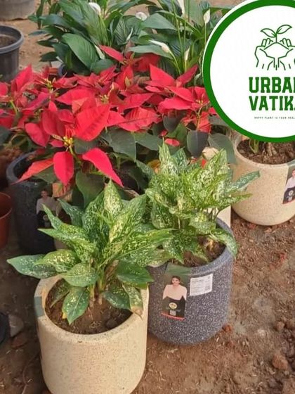 A collection of Aglaonema and Poinsettia plants in stylish pots, ready for an indoor or balcony setup.