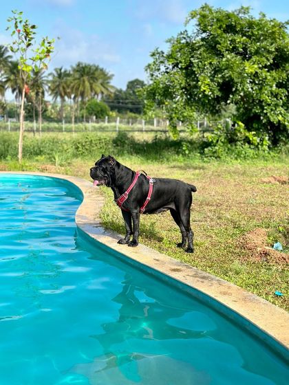 The Pawsome Camp - Dog Daycare & Boarding Splash Zone: Our Pooch Pool photo 13