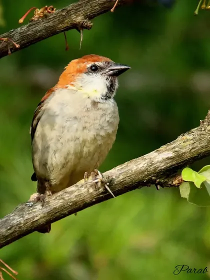 The Russet Sparrow, also called the Cinnamon Tree Sparrow, is a chunky little seed-eater. This one was found in the Himalayas, where it feeds on seeds, berries, and insects.