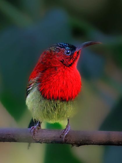 The Crimson Sunbird, the unofficial national bird of Singapore, seen here in Assam. The male's fiery red and olive-green plumage is incredibly striking.