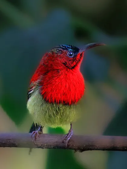 The Crimson Sunbird, the unofficial national bird of Singapore, seen here in Assam. The male's fiery red and olive-green plumage is incredibly striking.
