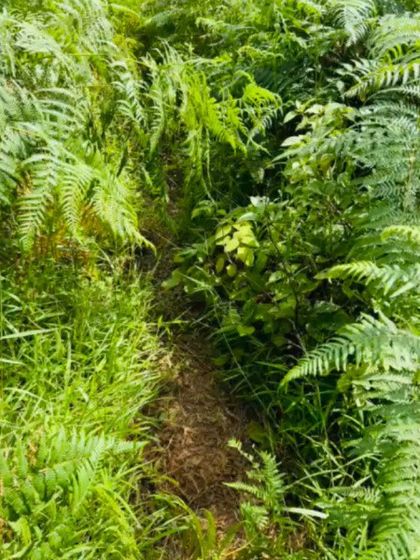 A path almost hidden by overgrown ferns and bushes.