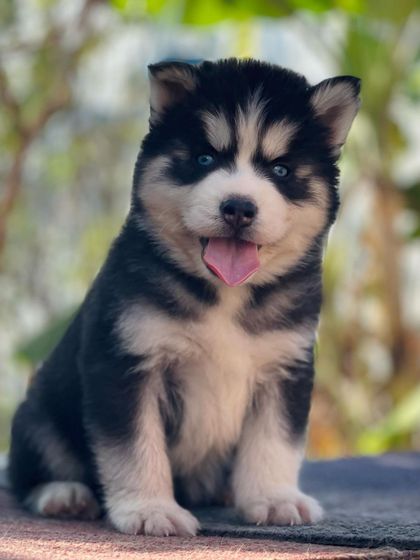 Another shot of this beautiful blue-eyed Husky, capturing his sweet and friendly nature. He is a premium quality pup.