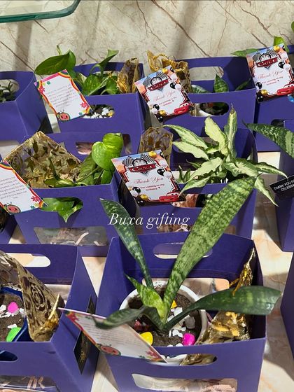 A close-up of the sustainable planter hampers, showing the variety of plants like snake plants and money plants.