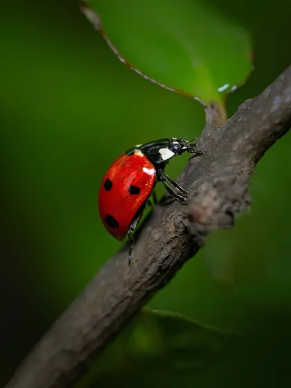 A classic ladybug on a twig. The high contrast between its bright red shell, black spots, and the dark background makes for a simple but beautiful composition.