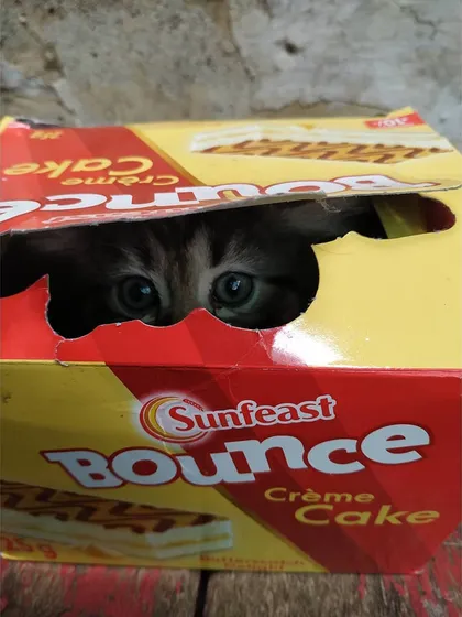 If I fits, I sits, even in a cake box! We love capturing these funny moments that show off our kittens' quirky and playful personalities. This little tabby is a master of hide-and-seek and is sure to bring a lot of laughter to his new home.