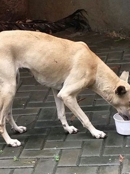 A skinny dog drinks water from a bowl after eating. Providing fresh water is just as important as providing food, especially in the heat.
