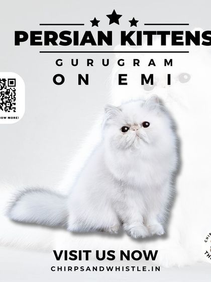 We are making it simple to buy Persian kittens in Gurugram with our EMI options. Visit our shop or our website to find out how you can welcome a new pet into your life today.