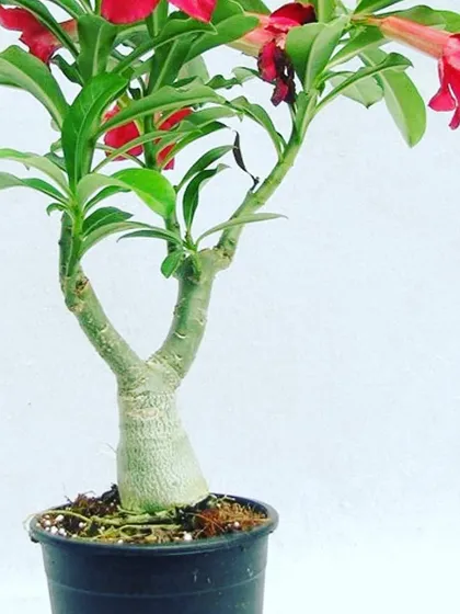 This is an Adenium plant, which has a thick stem that gives it a bonsai-like appearance. It's a great choice for a unique, low-maintenance potted plant that produces stunning red flowers.