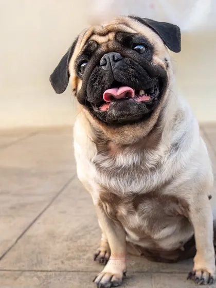 A happy, smiling pug on his home terrace. The natural light and familiar surroundings bring out the best in a pet's personality.