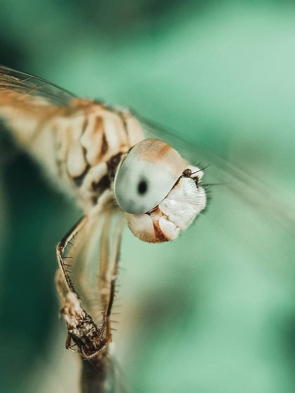 Bangalore Photographers - Find a Photographer Wildlife & Nature Photography photo 19