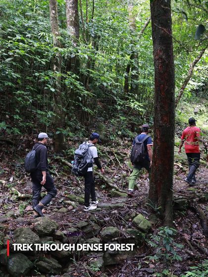 Trekking through the dense shola forest section of Kumara Parvatha. The thick canopy provides shade and a feeling of being completely immersed in nature.