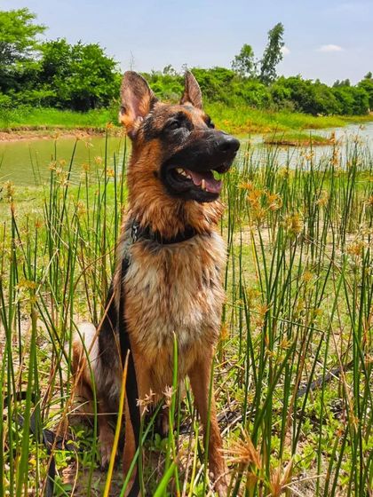 A collection of portraits of my handsome, goofy, and majestic German Shepherd, Theo. He is my constant inspiration and the heart of my work.