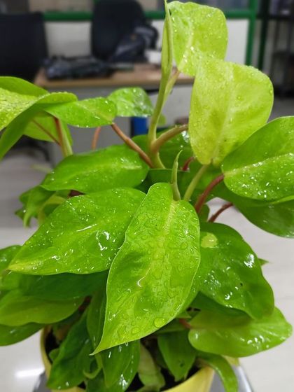 Multiplex Urban Green - Landscape & Garden Services Indoor & Air-Purifying Plants photo 20