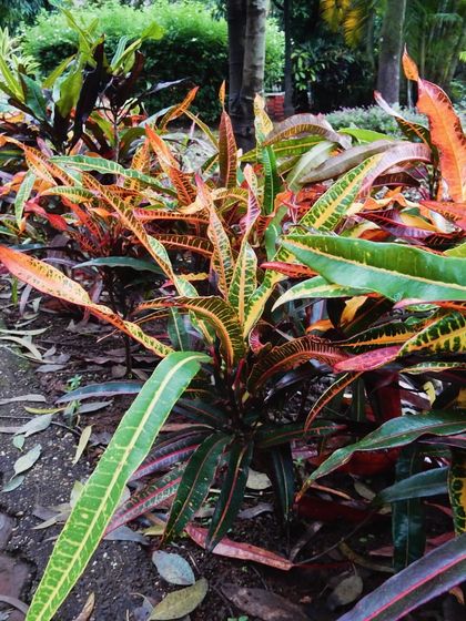 Garden Inspiration & Ideas photo 5