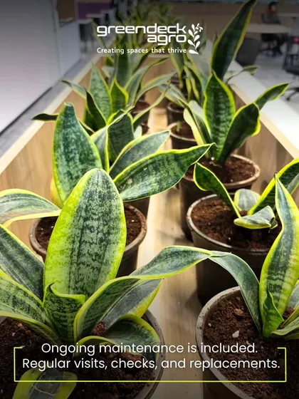 Our corporate plant solutions include ongoing maintenance. We conduct regular visits to check on plant health and provide replacements to ensure the workspace always looks fresh.