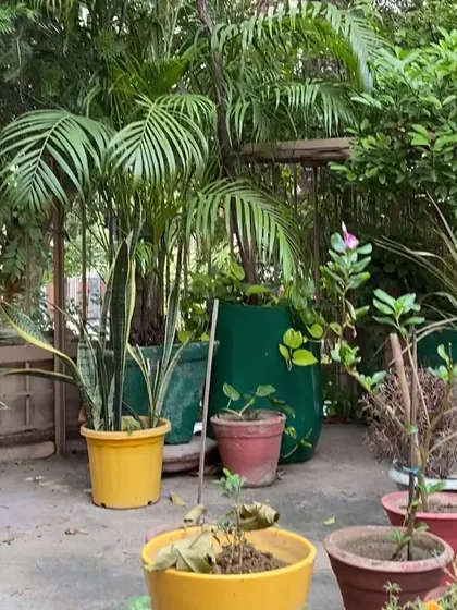 This is the "before" shot, showing a collection of mismatched and unhealthy plants. It serves as the starting point for the transformation into a cohesive and beautifully designed garden corner.