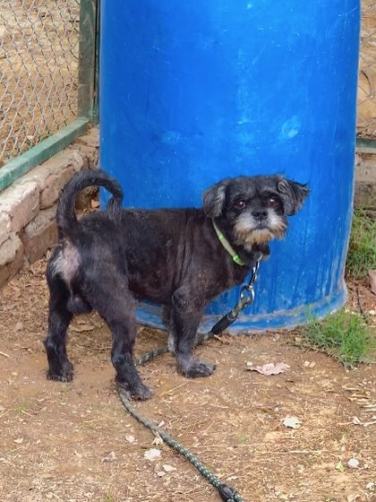 A small breed dog, possibly a Shih Tzu mix, exploring the grounds. We welcome dogs of all sizes, and our facility is secure for even the smallest of guests.