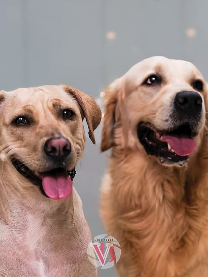 A beautiful studio-style portrait of two dog siblings. Their happy expressions and the soft lighting create a timeless and heartwarming image.
