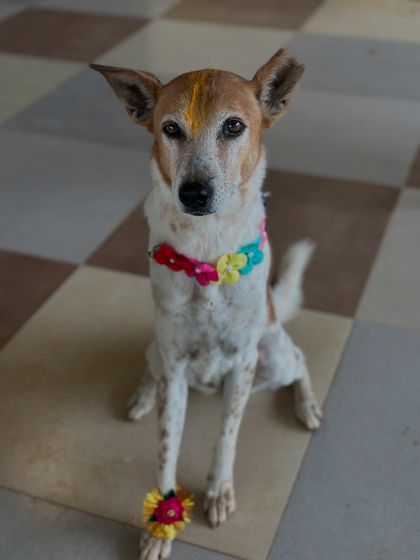 Therpup - Pet-Friendly Cafe & Restaurant Paw-ties & Celebrations photo 5