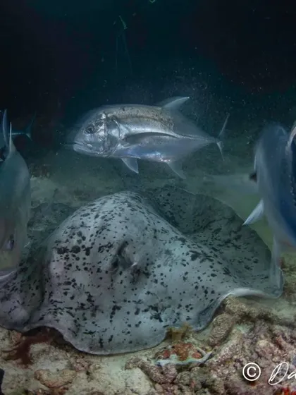 The ocean comes alive at night. On this night dive at Maya Thila, we witnessed a feeding frenzy as a marbled ray hunted for its meal, surrounded by giant trevally and snappers. Our guided night dives reveal a side of the marine world that daytime divers rarely get to see.