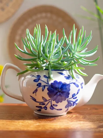 This hand-painted teapot planter is one of my most whimsical pieces. It’s perfect for adding a touch of magic to your plant corner, especially for housing a lovely succulent.