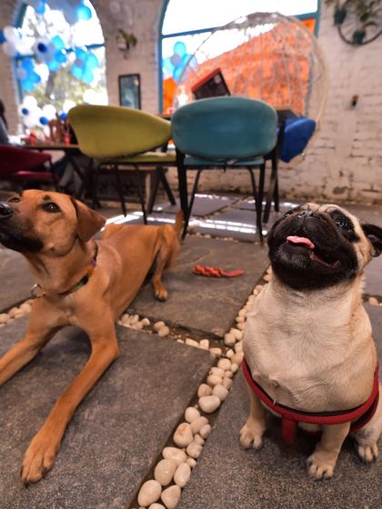 An adorable pug and his friend enjoying the open space. Our cafe is designed for dogs to relax and interact comfortably.